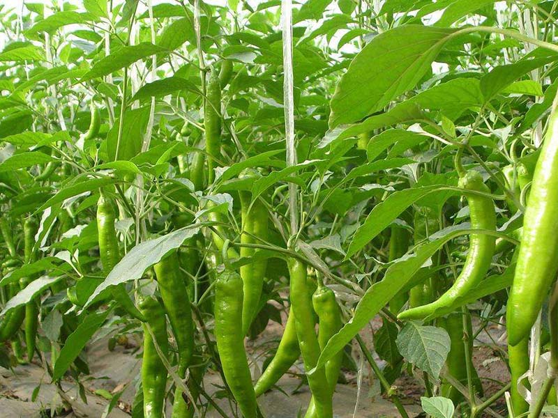 辣椒施肥方法 辣椒施肥方法