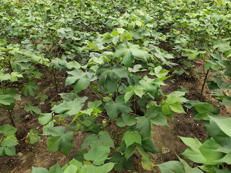 土壤有機(jī)質(zhì)測定方法（土壤有機(jī)質(zhì)測定價(jià)格）