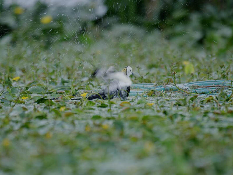 總氮水質(zhì)在線自動監(jiān)測儀原理（總氮水質(zhì)在線自動監(jiān)測儀特點(diǎn)）