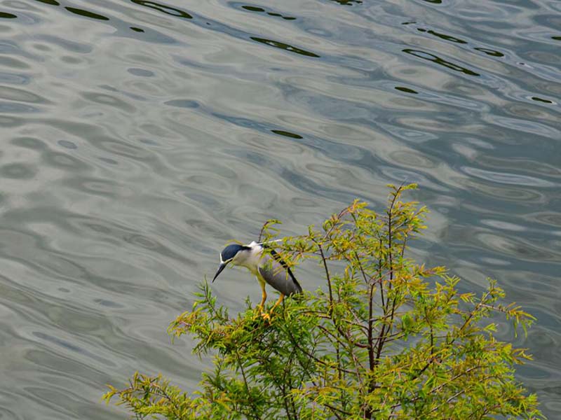 高錳酸鹽指數(shù)檢測方法（高錳酸鹽指數(shù)檢測注意事項）