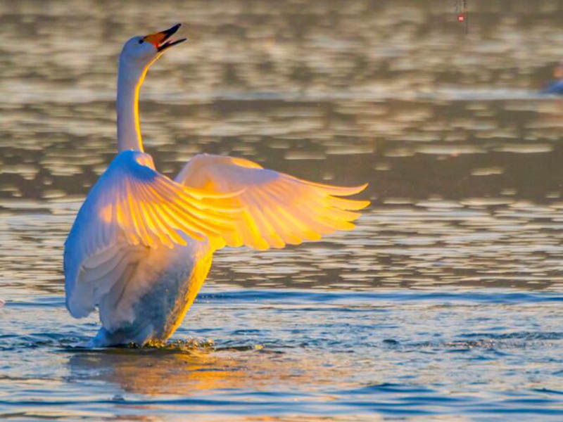 水產(chǎn)養(yǎng)殖水質檢測儀有哪幾種（水產(chǎn)養(yǎng)殖水質檢測儀可以測哪些項目）