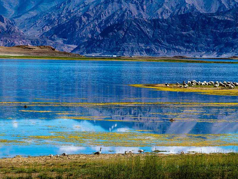 什么是葉綠素（為什么要檢測(cè)水質(zhì)葉綠素含量）