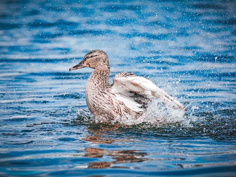 二氧化氯在水產(chǎn)養(yǎng)殖水質(zhì)消毒中的作用（二氧化氯使用注意事項(xiàng)）