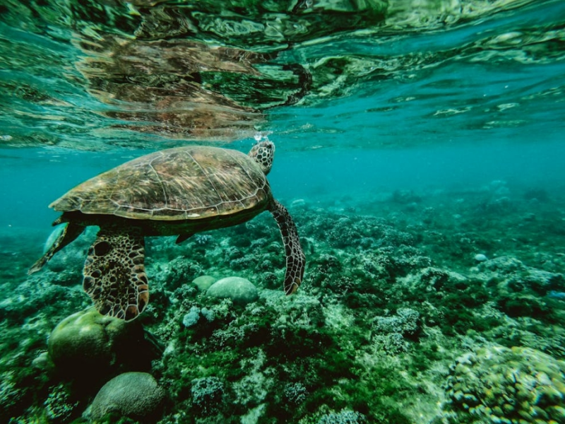 水質(zhì)三氮主要是指哪三氮（水質(zhì)三氮的監(jiān)測意義）