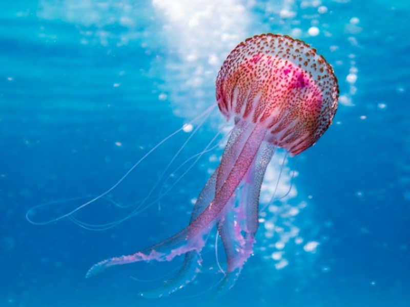 在線水中油分析儀工作原理（在線水中油分析儀特點(diǎn)和應(yīng)用）