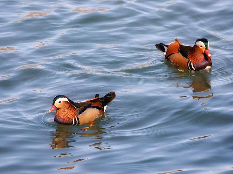 水產(chǎn)養(yǎng)殖水質(zhì)檢測主要指標(biāo)（水產(chǎn)養(yǎng)殖水質(zhì)檢測方法標(biāo)準(zhǔn)）