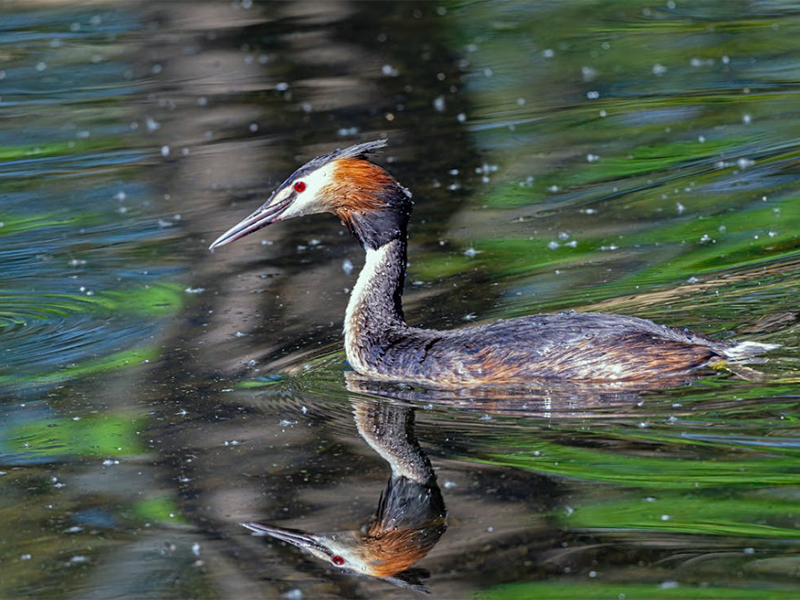 【統(tǒng)計(jì)】2024年1—12月全國(guó)地表水環(huán)境質(zhì)量狀況