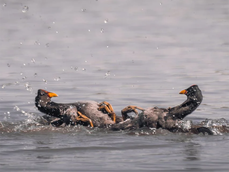 水質(zhì)在線自動監(jiān)測儀的主要功能(水質(zhì)在線自動監(jiān)測儀的技術(shù)特點)