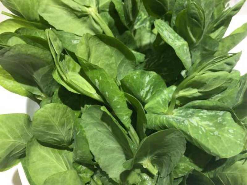 淺析四種葉綠素測(cè)定方法