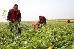 土壤養(yǎng)分速測(cè)儀助力農(nóng)貿(mào)開(kāi)展科學(xué)施肥