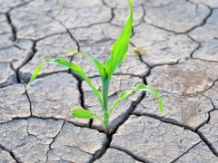 土壤鹽分速測儀，土壤鹽分對作物的影響有多大？